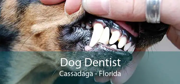 Dog Dentist Cassadaga - Florida
