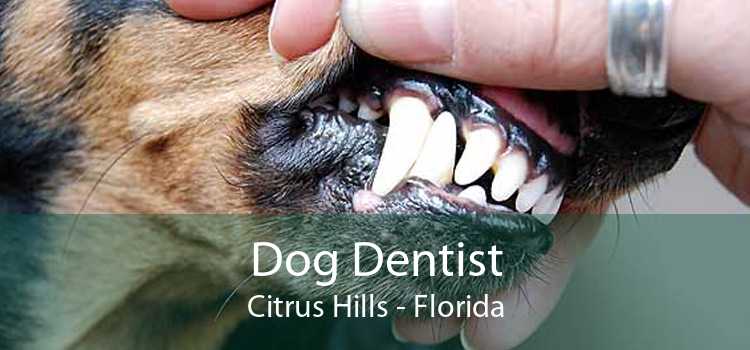 Dog Dentist Citrus Hills - Florida