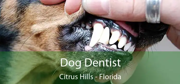 Dog Dentist Citrus Hills - Florida