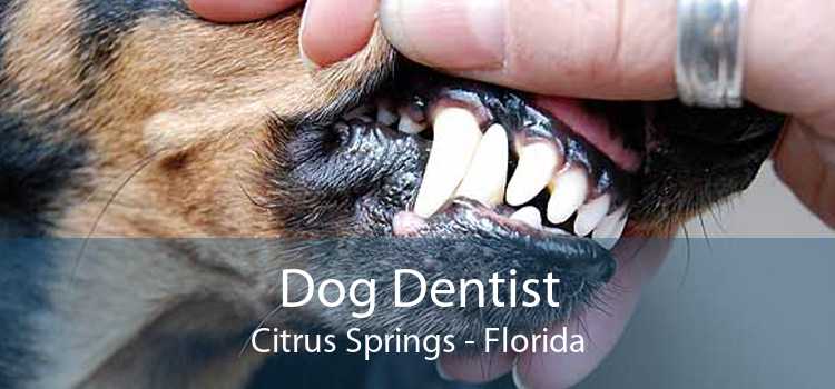 Dog Dentist Citrus Springs - Florida