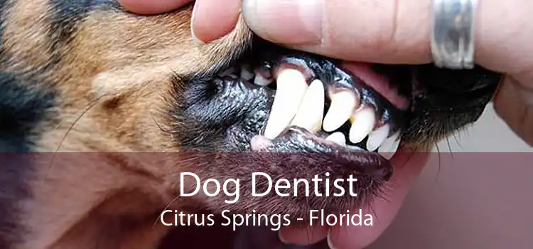 Dog Dentist Citrus Springs - Florida