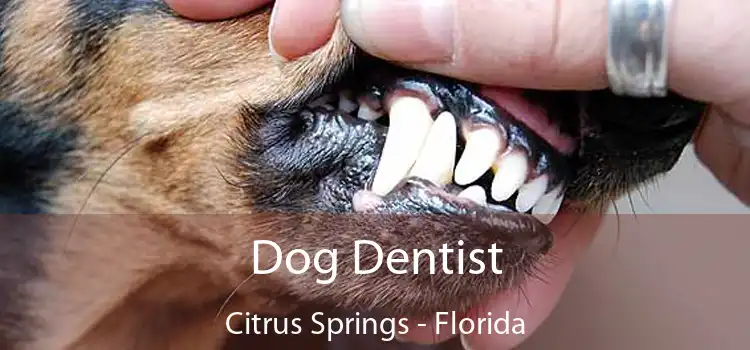 Dog Dentist Citrus Springs - Florida