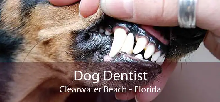 Dog Dentist Clearwater Beach - Florida