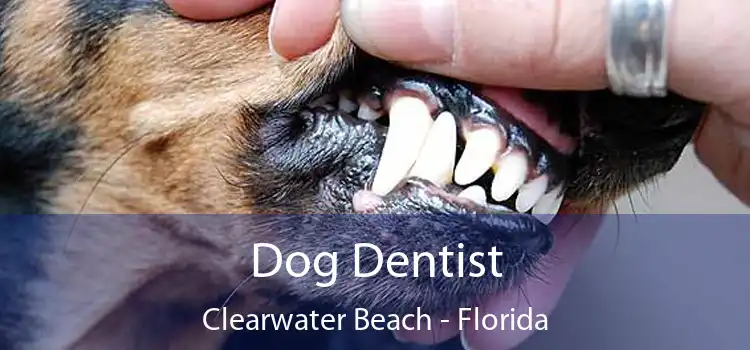 Dog Dentist Clearwater Beach - Florida