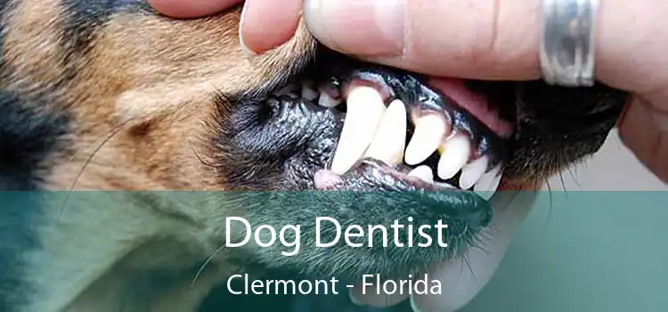 Dog Dentist Clermont - Florida