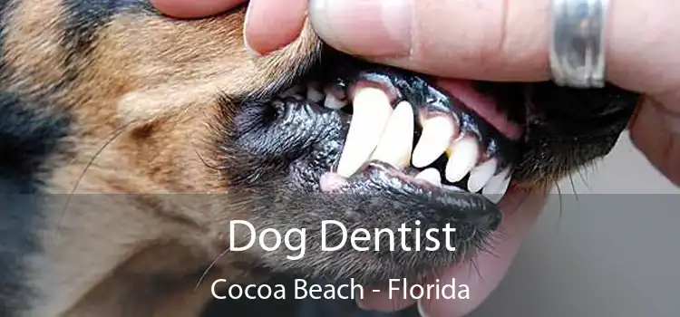 Dog Dentist Cocoa Beach - Florida