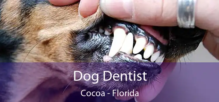 Dog Dentist Cocoa - Florida