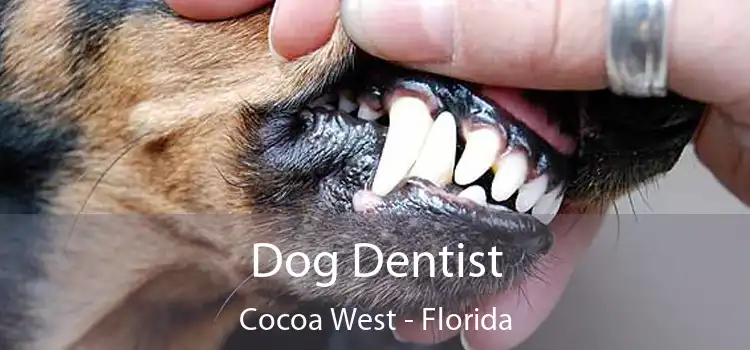 Dog Dentist Cocoa West - Florida