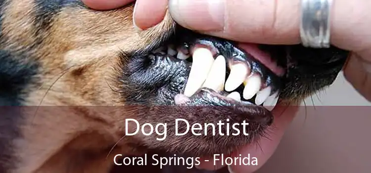 Dog Dentist Coral Springs - Florida