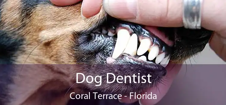 Dog Dentist Coral Terrace - Florida