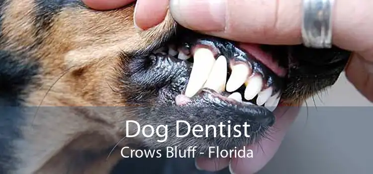 Dog Dentist Crows Bluff - Florida