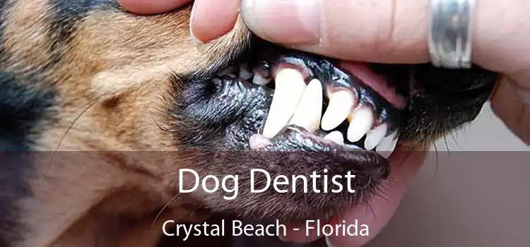 Dog Dentist Crystal Beach - Florida