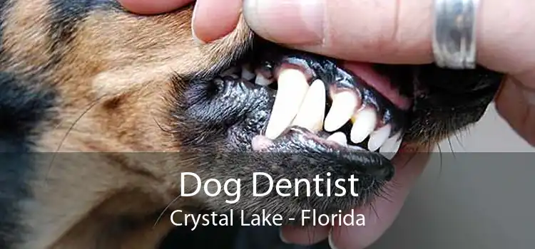 Dog Dentist Crystal Lake - Florida
