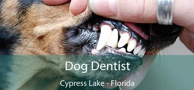 Dog Dentist Cypress Lake - Florida