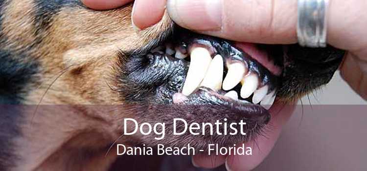 Dog Dentist Dania Beach - Florida