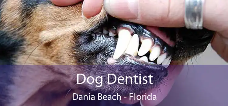 Dog Dentist Dania Beach - Florida