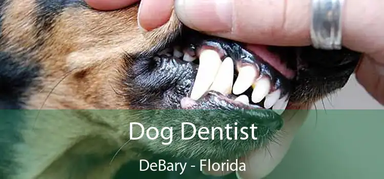 Dog Dentist DeBary - Florida