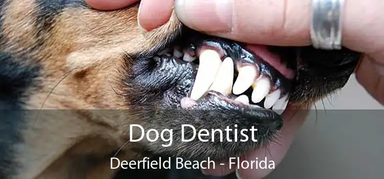 Dog Dentist Deerfield Beach - Florida