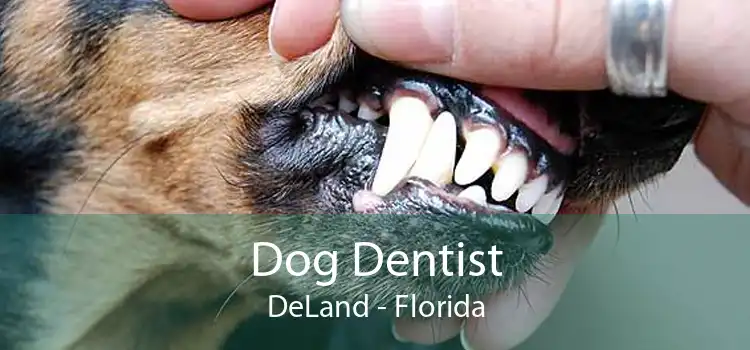 Dog Dentist DeLand - Florida