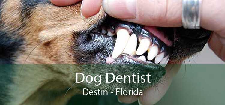 Dog Dentist Destin - Florida