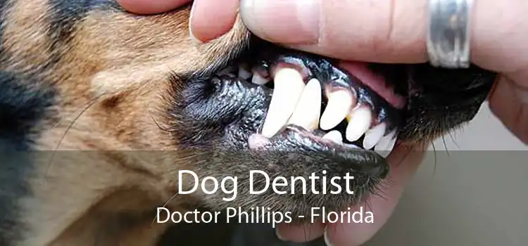 Dog Dentist Doctor Phillips - Florida
