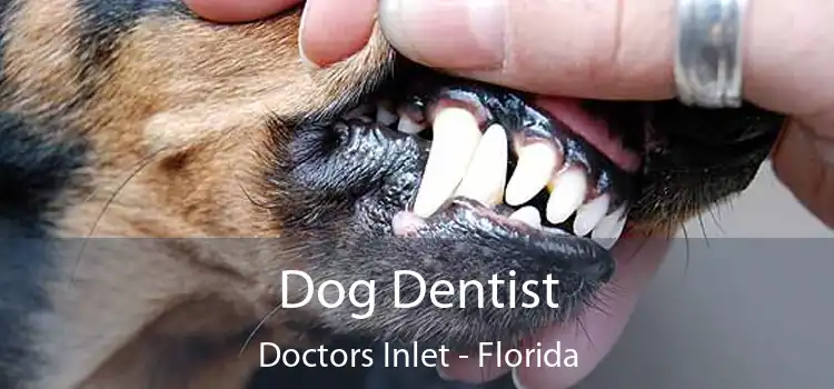 Dog Dentist Doctors Inlet - Florida