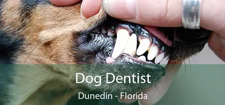 Dog Dentist Dunedin - Florida