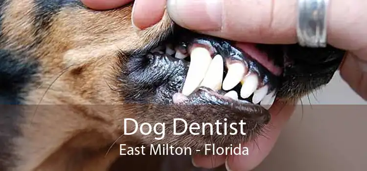 Dog Dentist East Milton - Florida