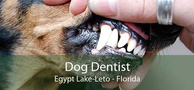 Dog Dentist Egypt Lake-Leto - Florida