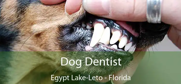 Dog Dentist Egypt Lake-Leto - Florida