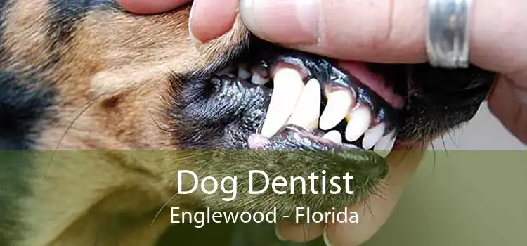Dog Dentist Englewood - Florida