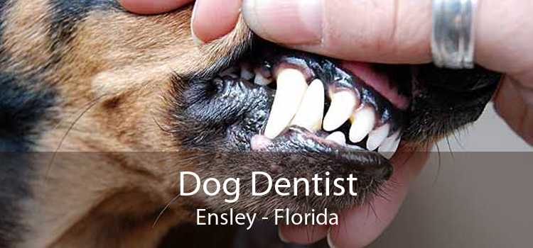 Dog Dentist Ensley - Florida