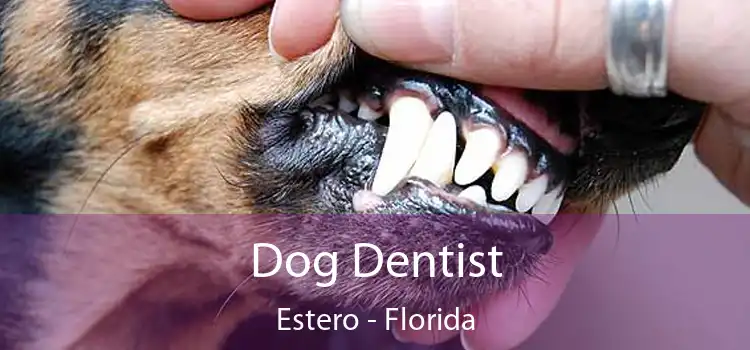 Dog Dentist Estero - Florida
