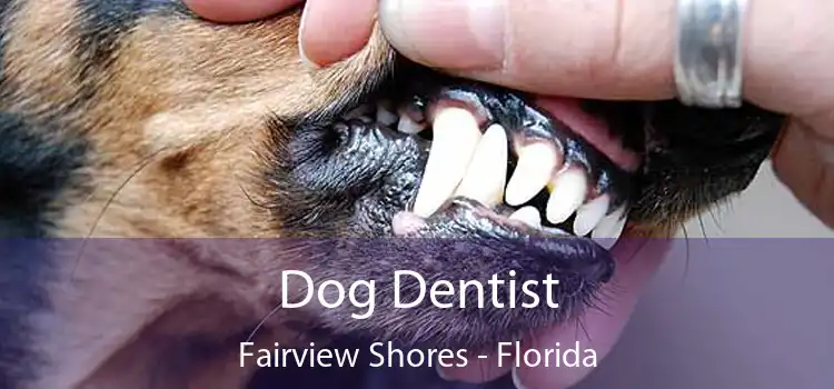 Dog Dentist Fairview Shores - Florida