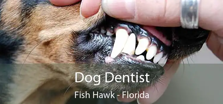 Dog Dentist Fish Hawk - Florida