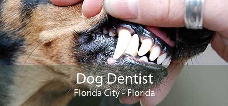 Dog Dentist Florida City - Florida