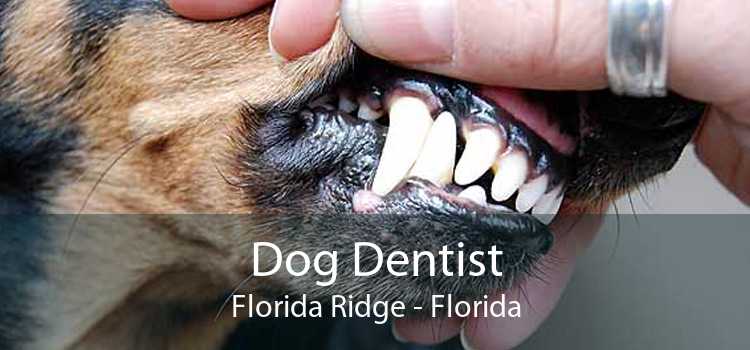 Dog Dentist Florida Ridge - Florida
