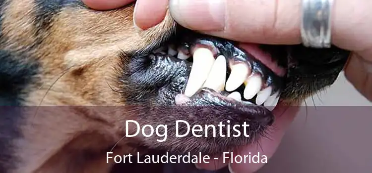 Dog Dentist Fort Lauderdale - Florida