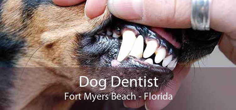 Dog Dentist Fort Myers Beach - Florida