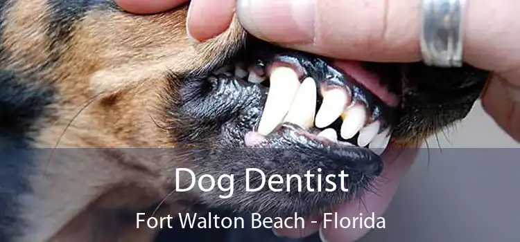 Dog Dentist Fort Walton Beach - Florida