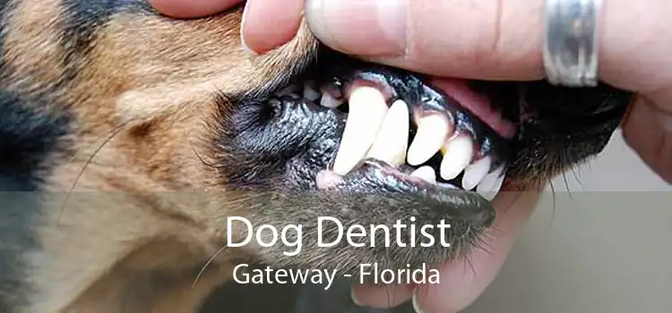 Dog Dentist Gateway - Florida