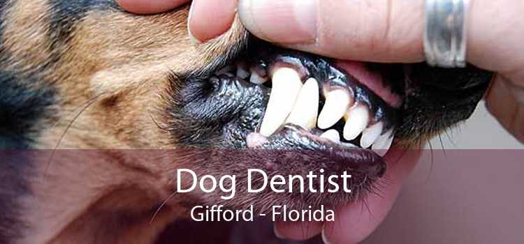 Dog Dentist Gifford - Florida