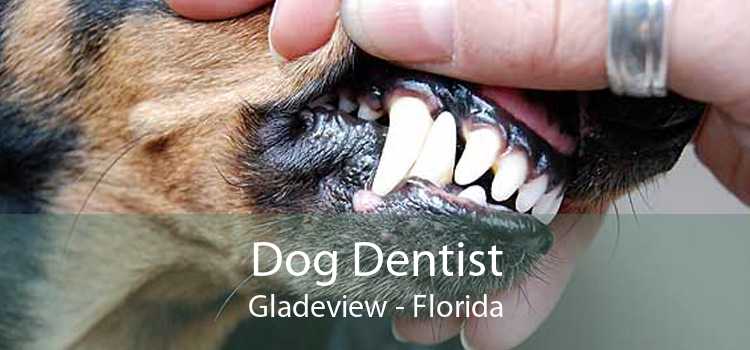 Dog Dentist Gladeview - Florida