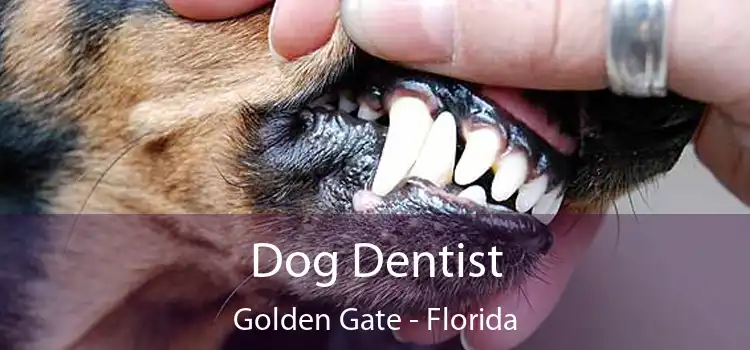 Dog Dentist Golden Gate - Florida