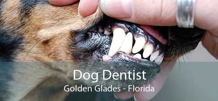 Dog Dentist Golden Glades - Florida