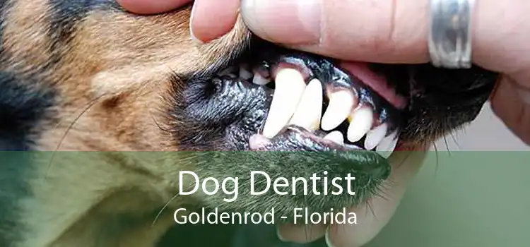 Dog Dentist Goldenrod - Florida