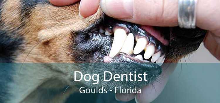 Dog Dentist Goulds - Florida