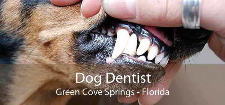 Dog Dentist Green Cove Springs - Florida