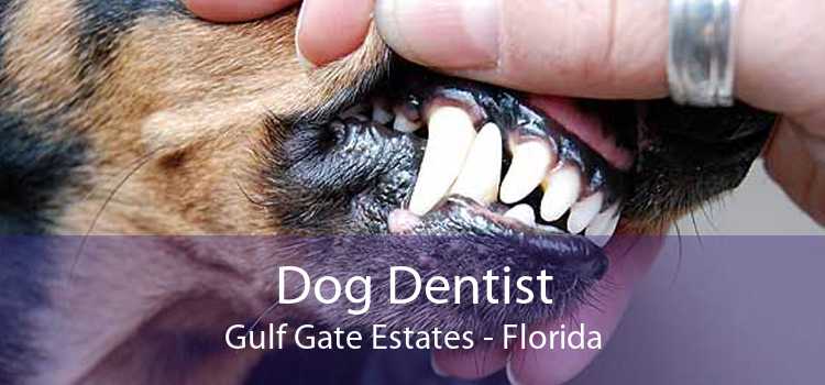 Dog Dentist Gulf Gate Estates - Florida