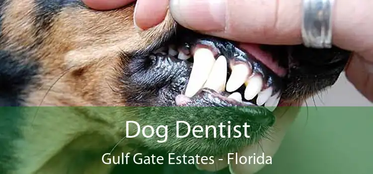 Dog Dentist Gulf Gate Estates - Florida